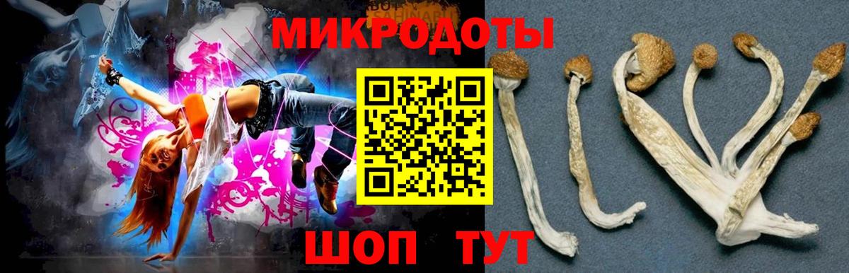 Псилоцибиновые грибы Psilocybe Лабинск